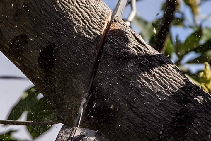 Élagage arbre par tronçonneuse Martinique