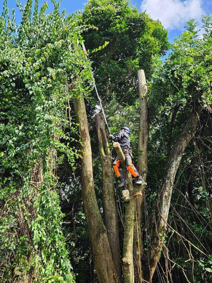 Interventions expertes pour vos arbres avec un service d'élagage maîtrisé