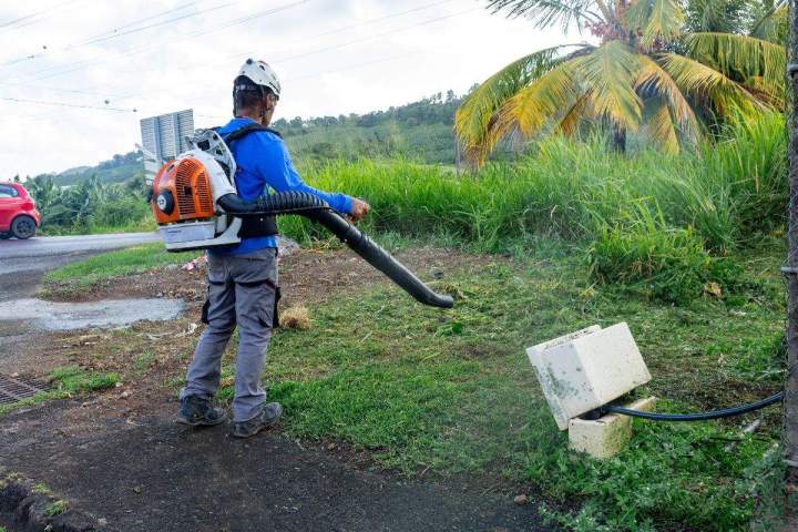 Service d'élagage Martinique