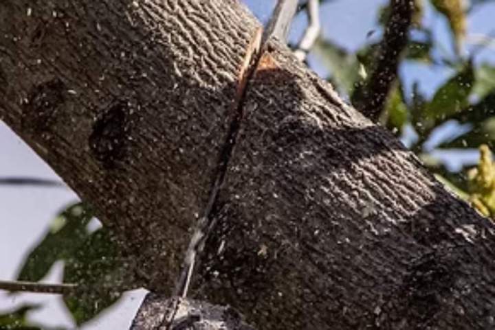 Élagage en hauteur, Le Robert