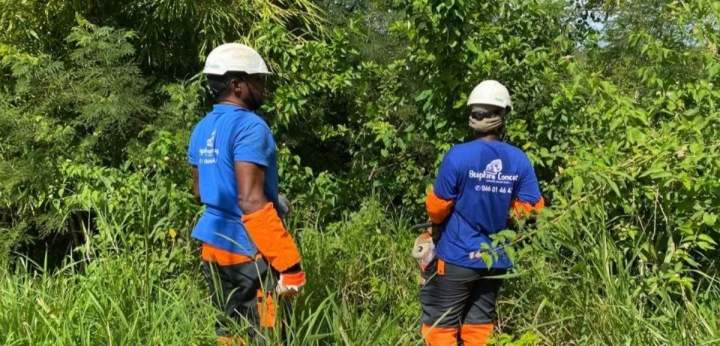 Quels sont les risques à réaliser l’élagage sans passer par un professionnel ? Martinique
