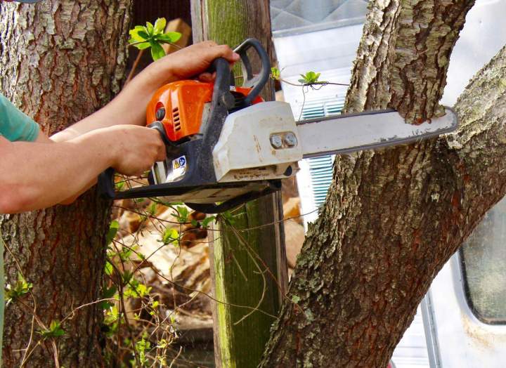 Élagage soigné Martinique