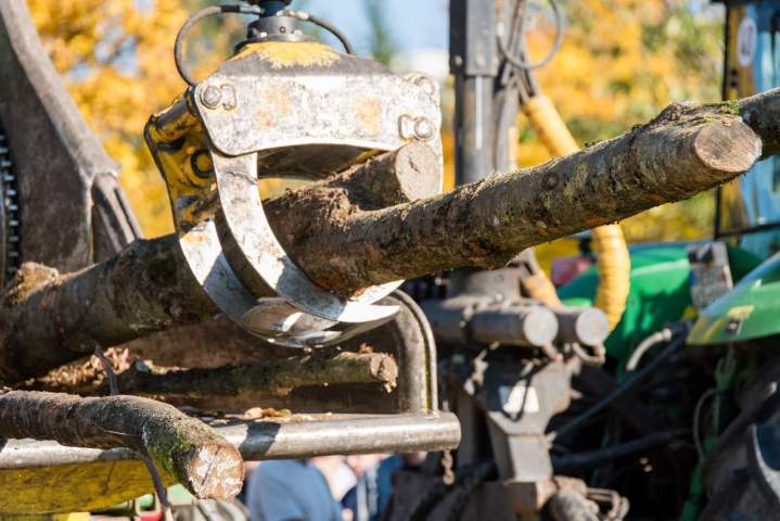 Enlèvement troncs arbres Martinique